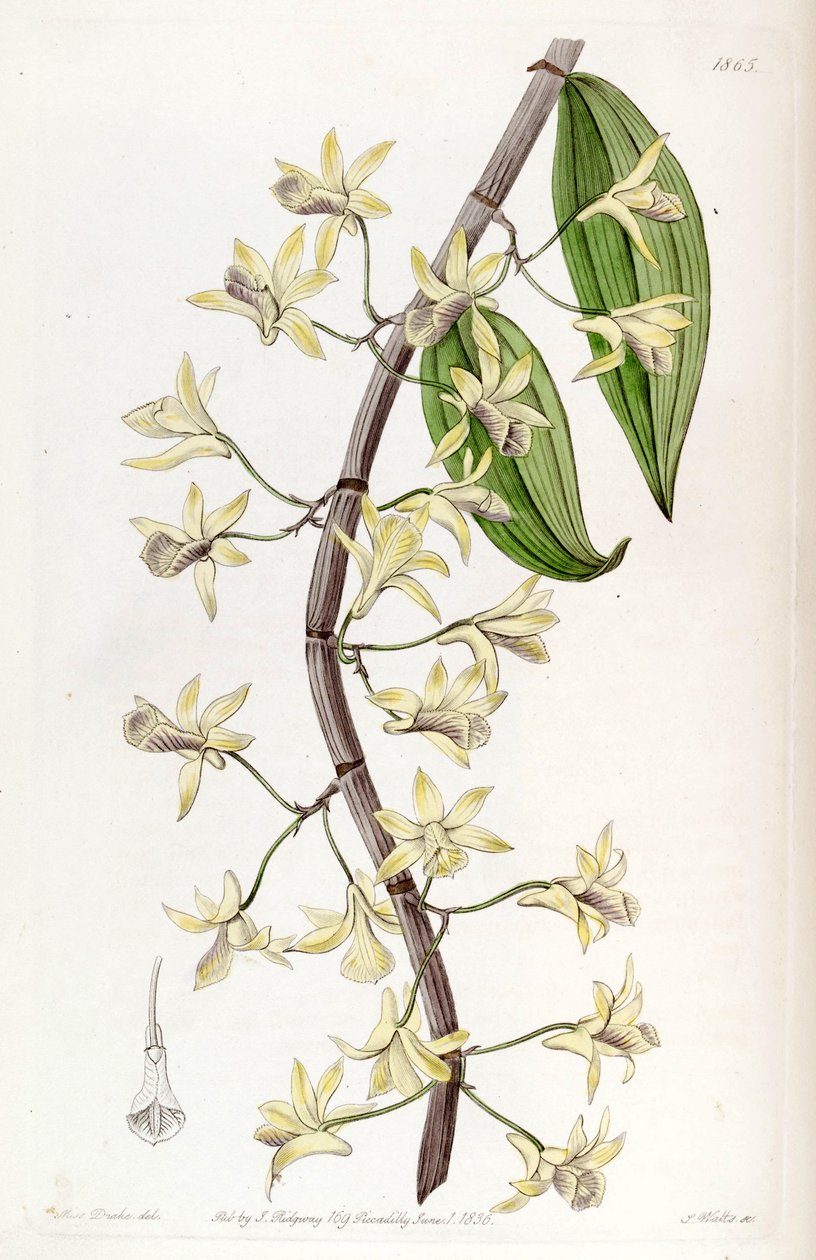 Dendrobium aphyllum (jako syn. Dendrobium macrostachyum) od Miss Drake