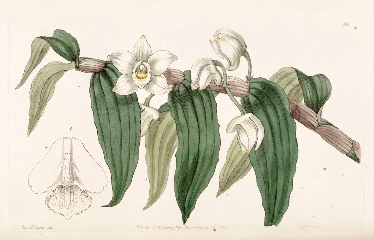 Dendrobium aqueum od Miss Drake