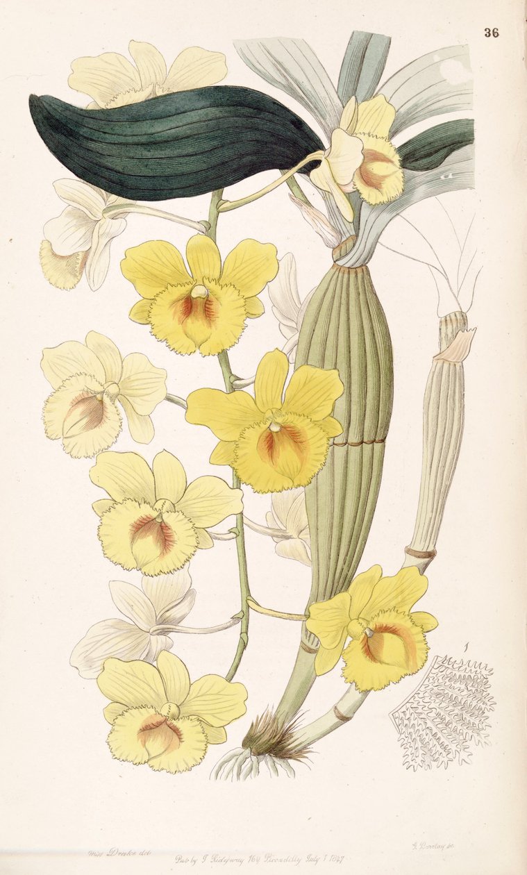 Dendrobium chrysotoxum od Miss Drake