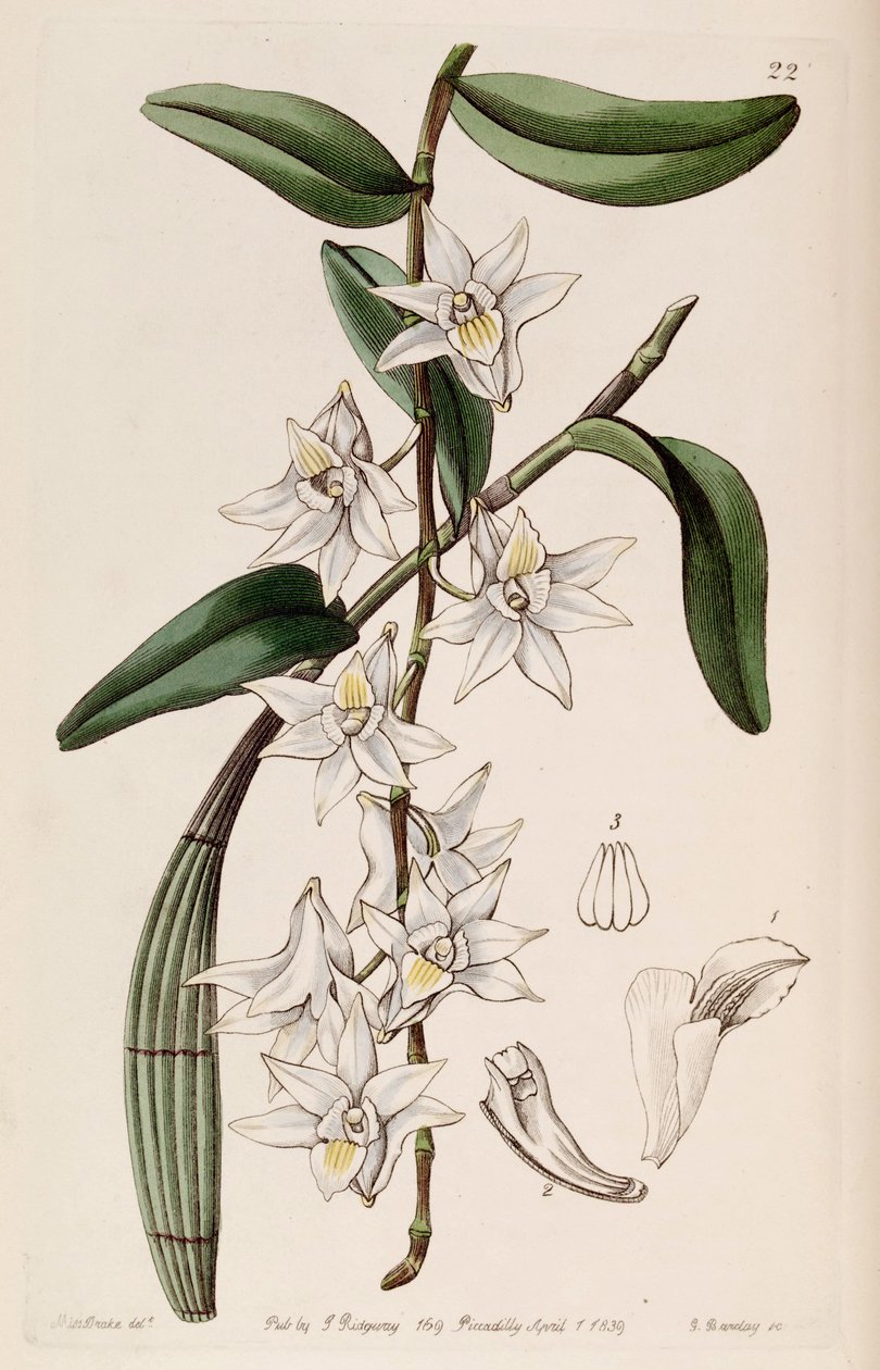 Dendrobium od Miss Drake