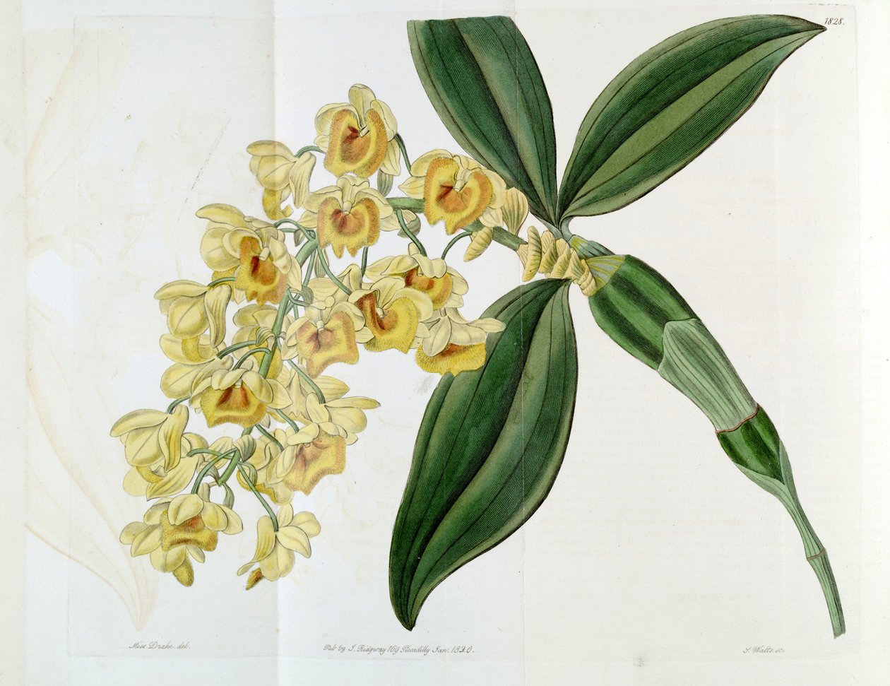 Dendrobium densiflorum od Miss Drake