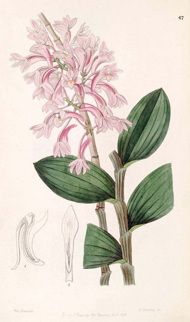 Dendrobium hasseltii (jako syn. Dendrobium kuhlii) od Miss Drake