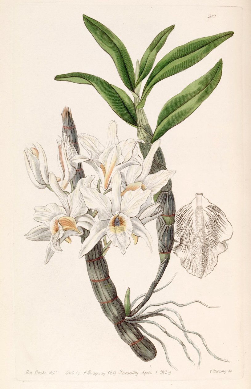 Dendrobium heterocarpum (jako syn. Dendrobium aureum var. Pallidum) od Miss Drake