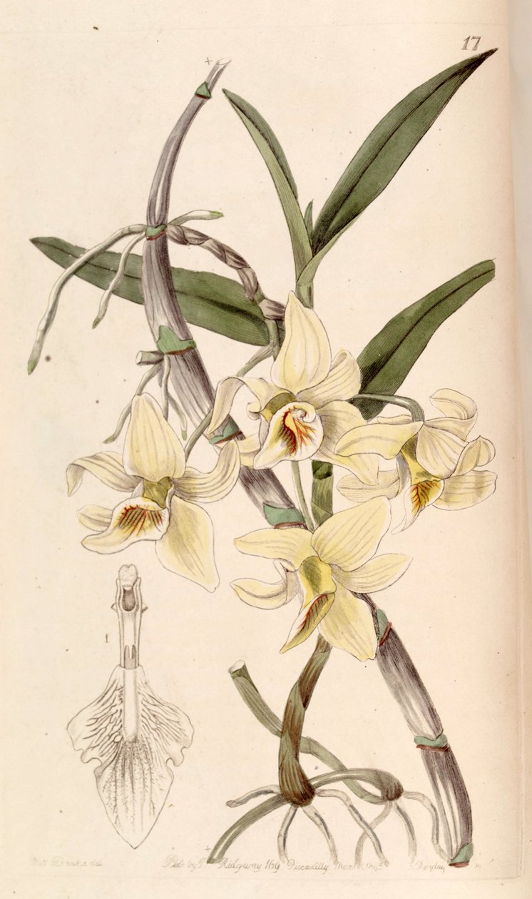 Dendrobium heterocarpum (jako syn. Dendrobium rhombeum) od Miss Drake