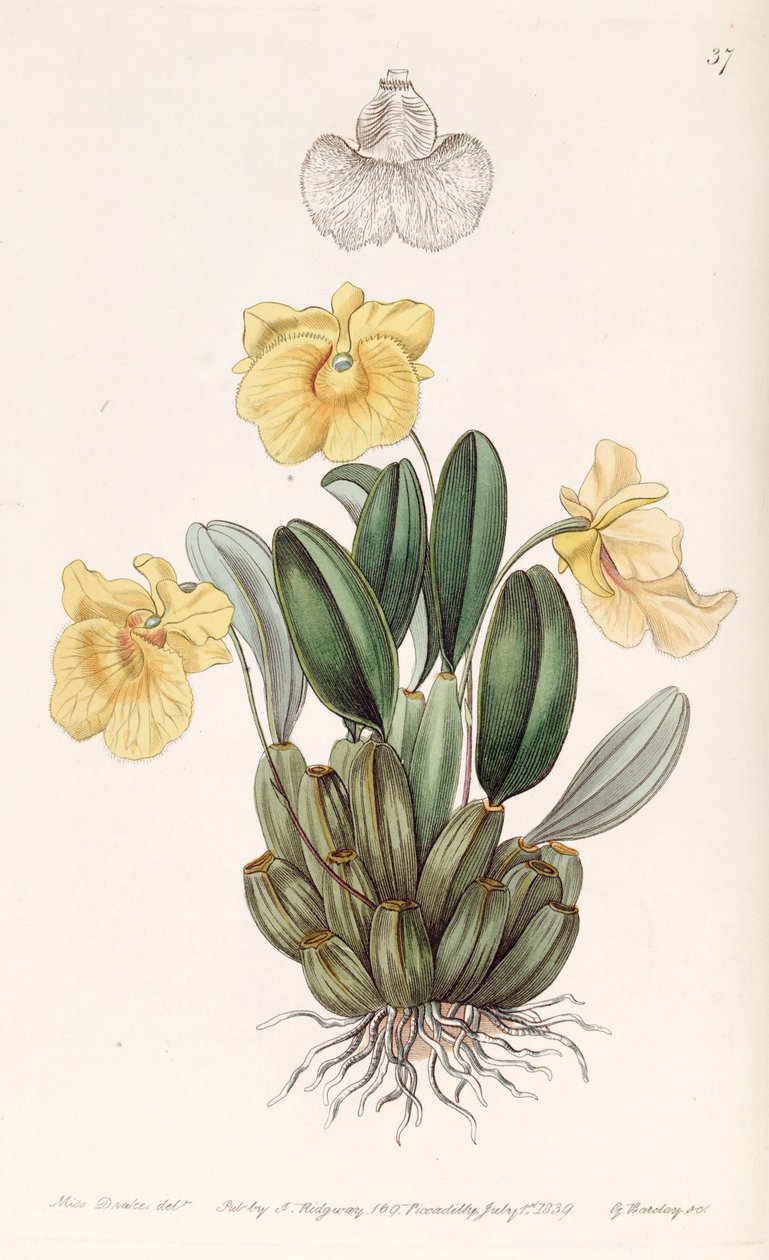 Dendrobium jenkinsii od Miss Drake