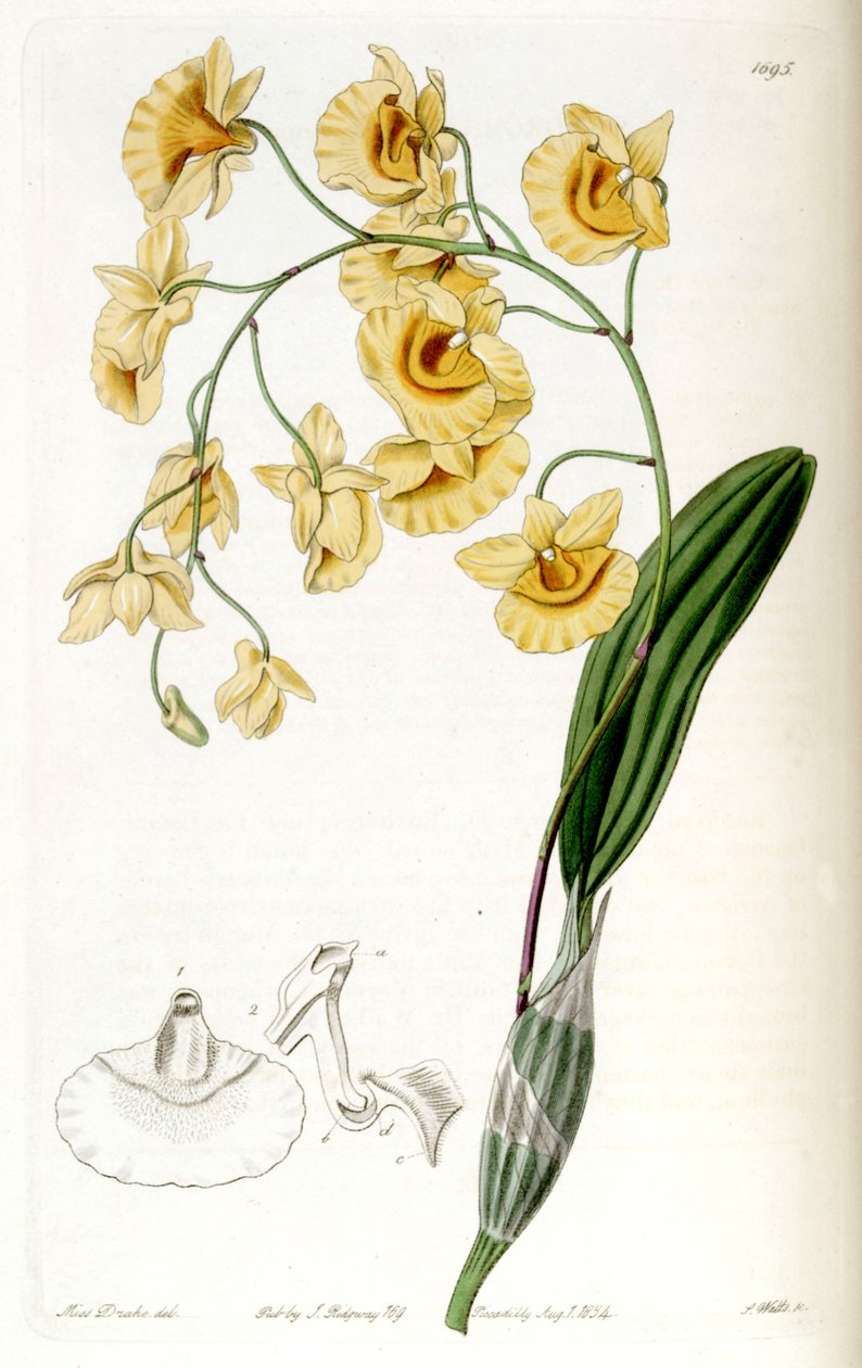 Dendrobium lindleyi (jako syn. od Miss Drake