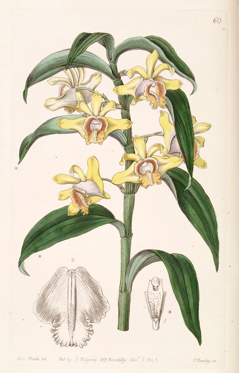 Dendrobium ruckeri od Miss Drake