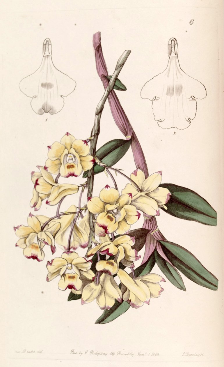 Dendrobium sanguinolentum od Miss Drake