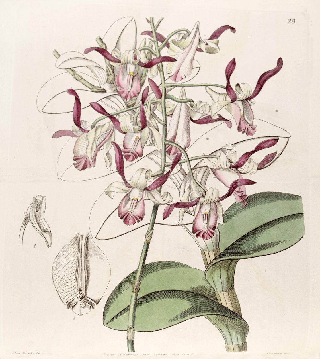 Dendrobium taurinum od Miss Drake