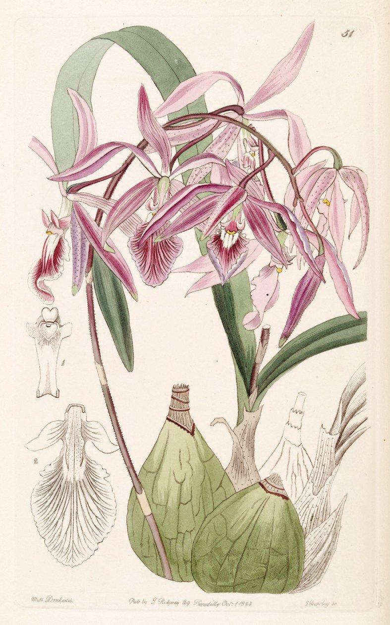Encyclia adenocaula (jako syn. Epidendrum verrucosum) od Miss Drake