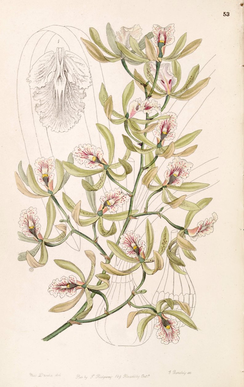 Encyclia ambigua (jako syn. Epidendrum alatum) od Miss Drake