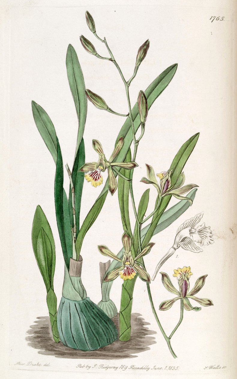 Encyclia gracilis (jako syn. Epidendrum gracile) od Miss Drake