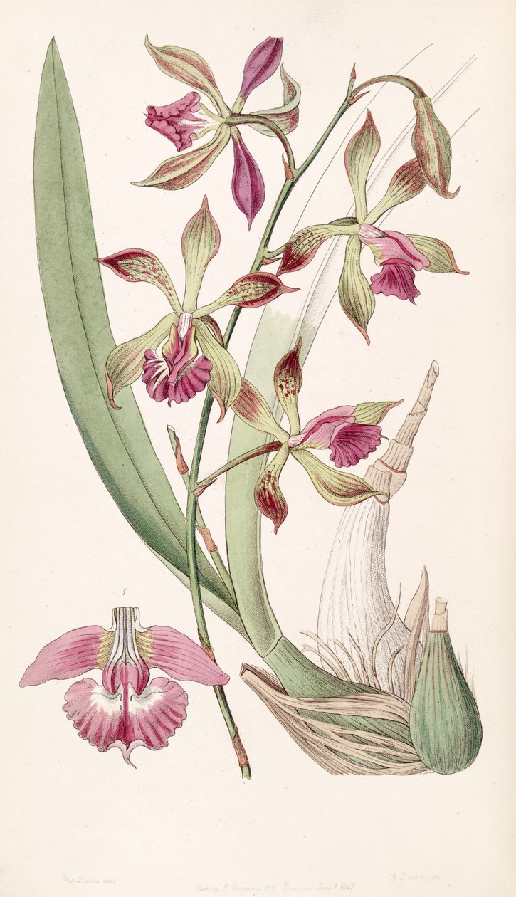 Encyclia plicata (jako syn. Epidendrum plicatum) od Miss Drake