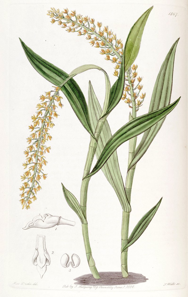 Epidendrum armeniacum od Miss Drake
