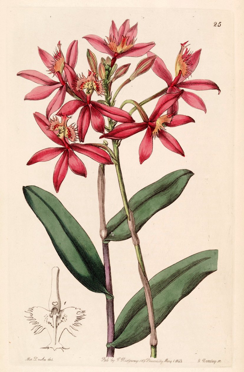 Epidendrum cinnabarinum od Miss Drake
