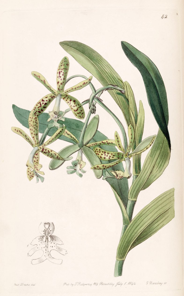 Epidendrum cristatum (jako syn. Epidendrum raniferum) od Miss Drake