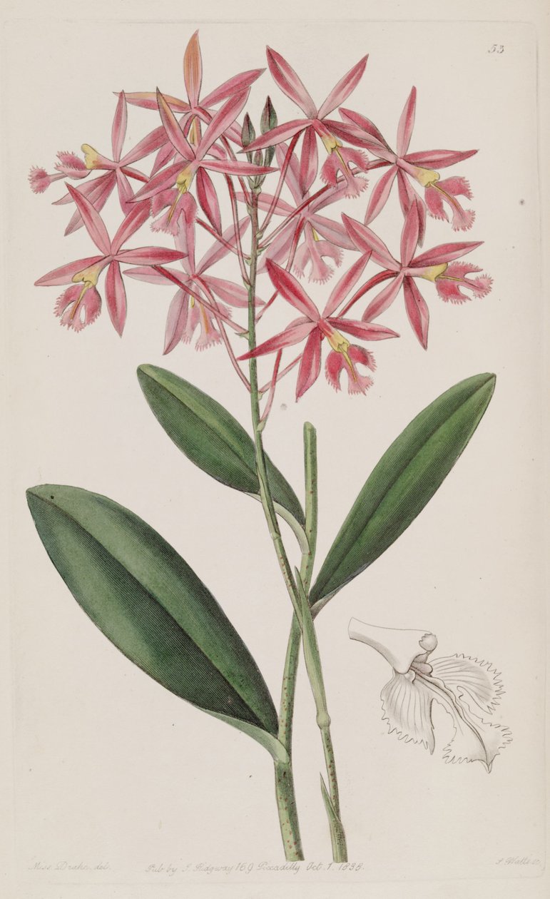 Epidendrum macrocarpum (jako syn. Epidendrum schomburgkii) od Miss Drake