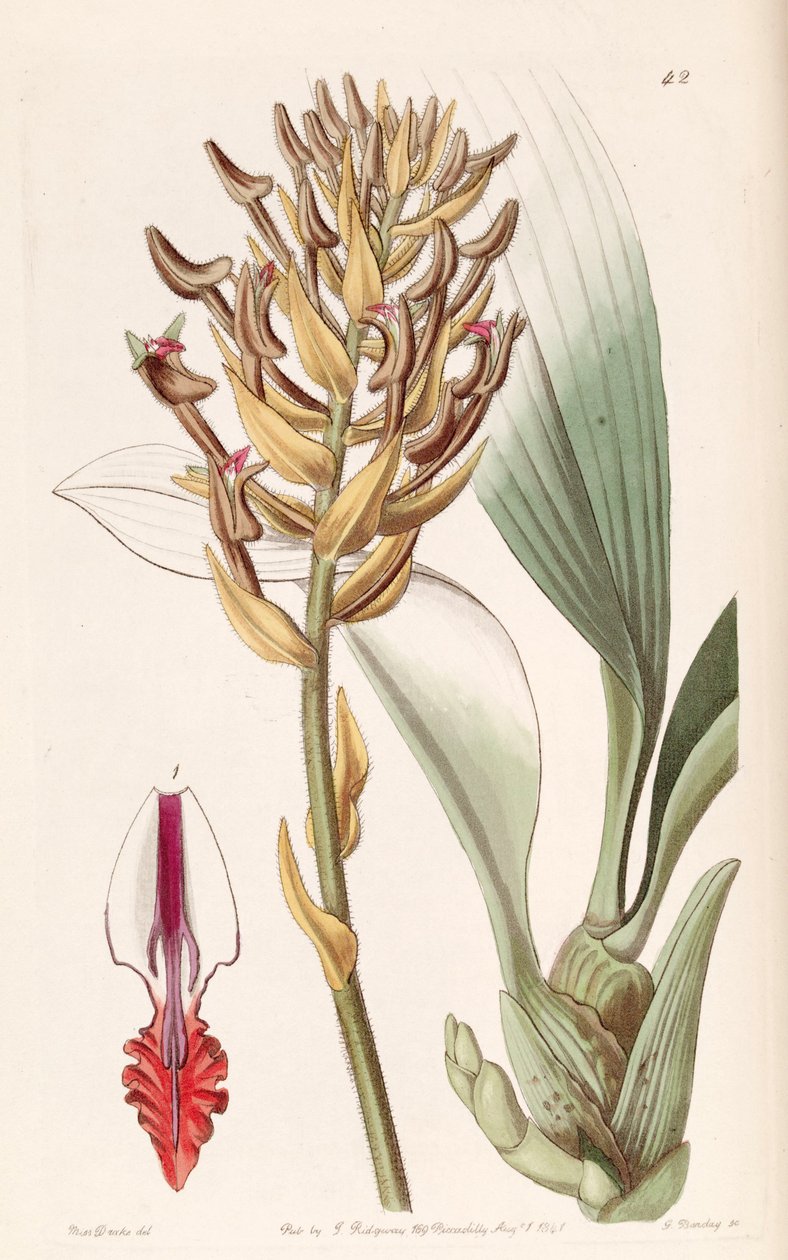 Eria ornata (jako syn. Eria armeniaca) od Miss Drake