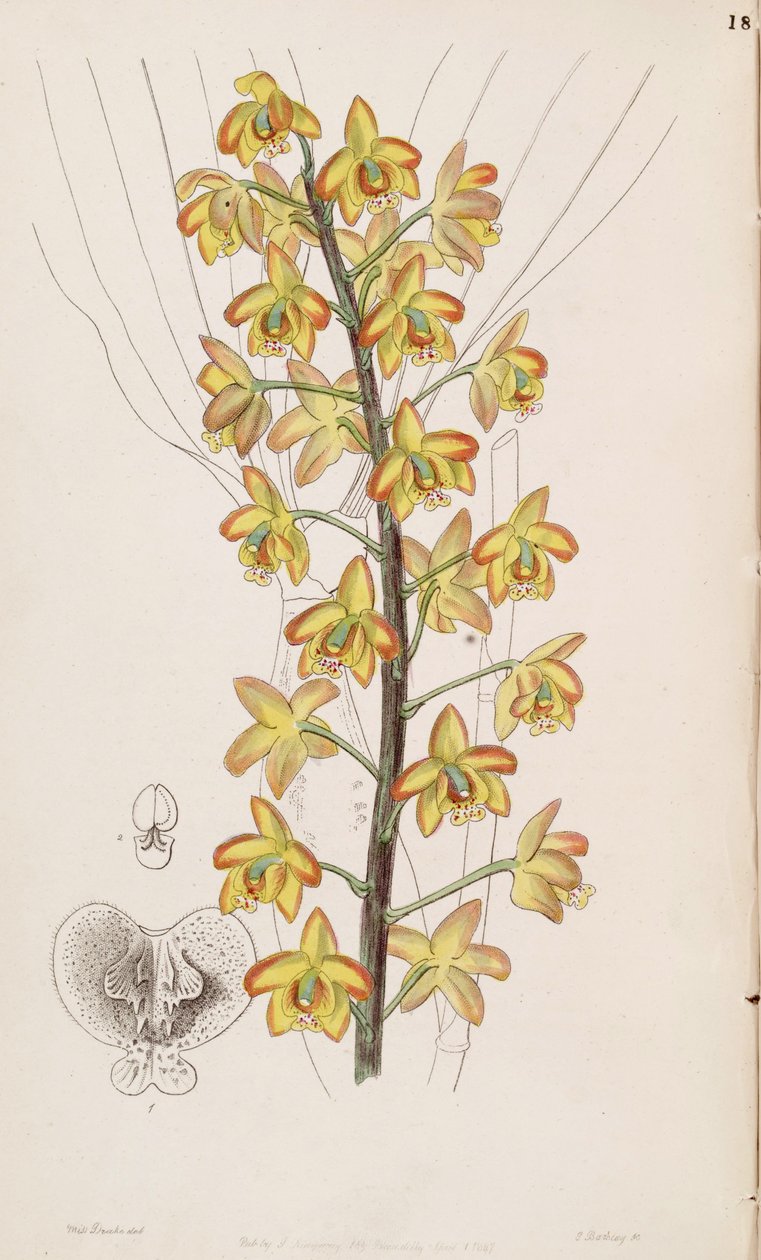 Eriopsis biloba od Miss Drake