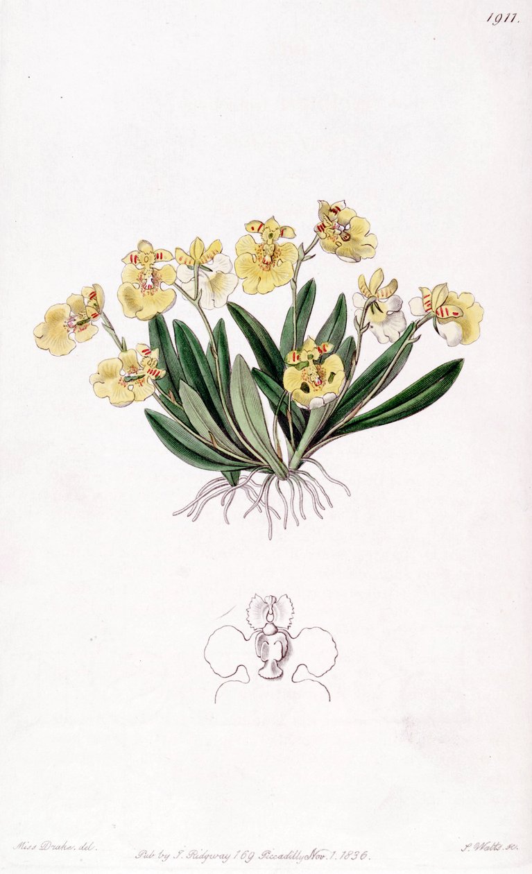 Erycina crest-galli (jako syn. Oncidium iridifolium) od Miss Drake