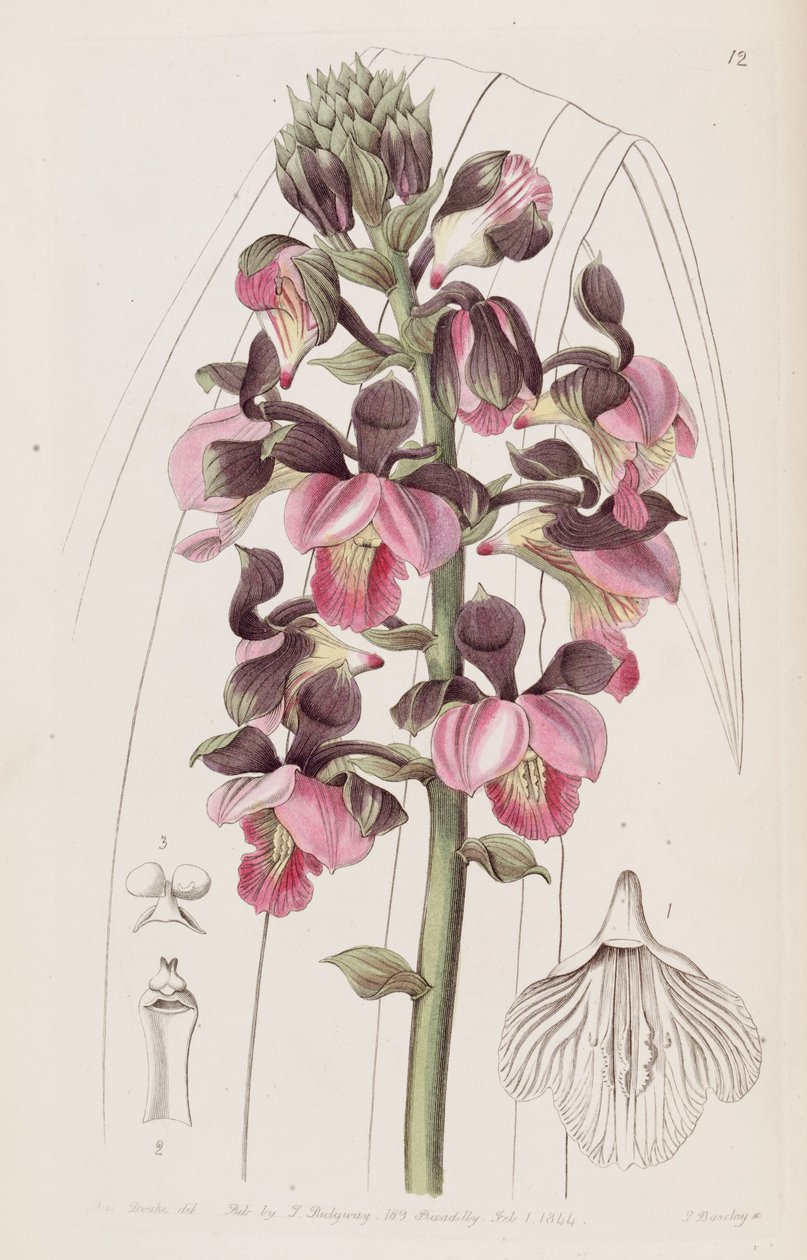 Eulophia rosea (jako syn. Lissochilus roseus) od Miss Drake