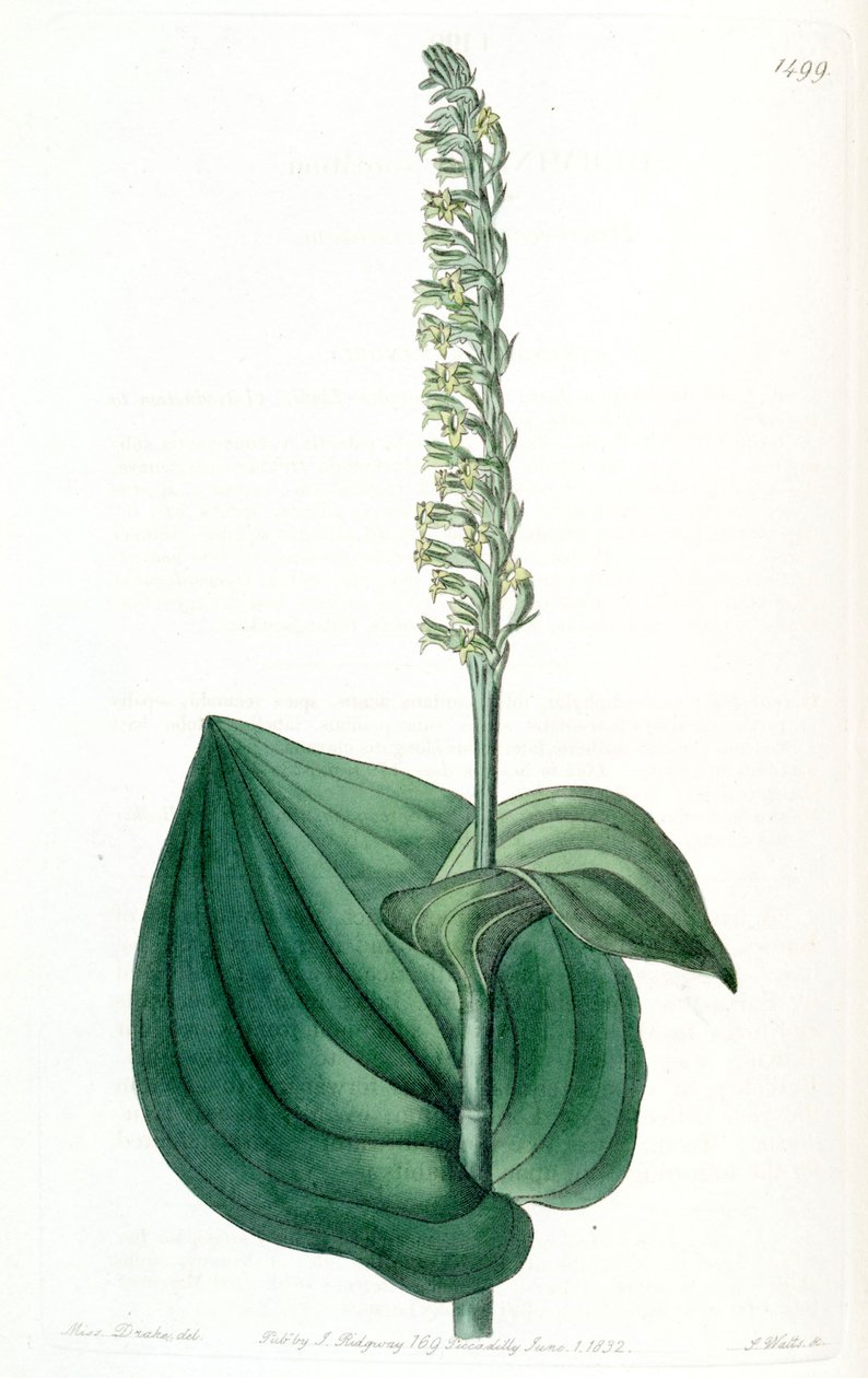 Gennaria diphylla (jako syn. Herminium cordatum) od Miss Drake