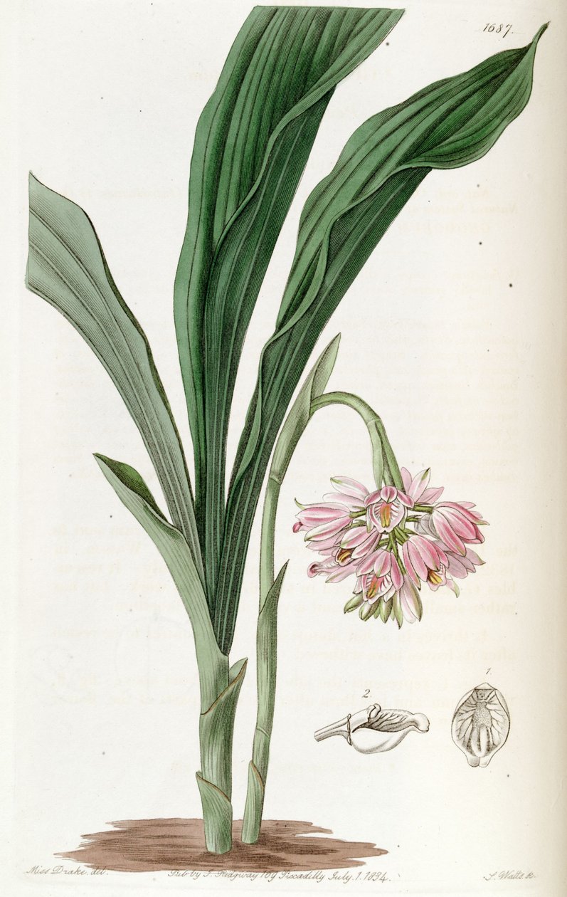 Geodorum densiflorum (jako syn. Geodorum fucatum) od Miss Drake