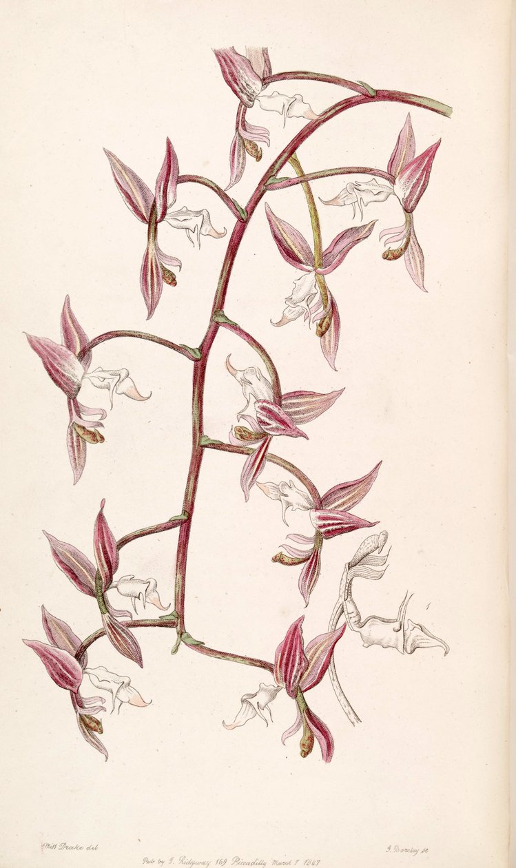 Gongora aromatica (jako syn. Gongora bufonia var. Leucochila) od Miss Drake