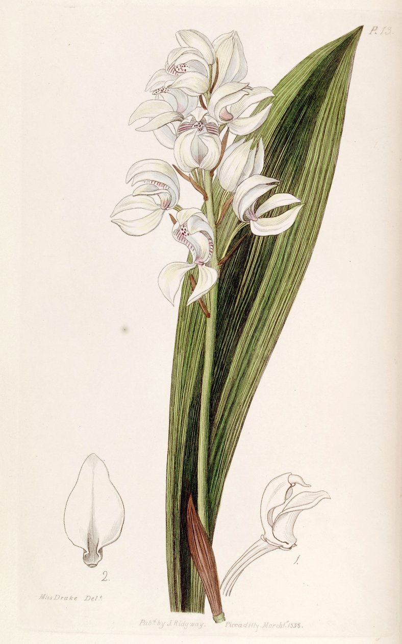 Govenia liliacea od Miss Drake