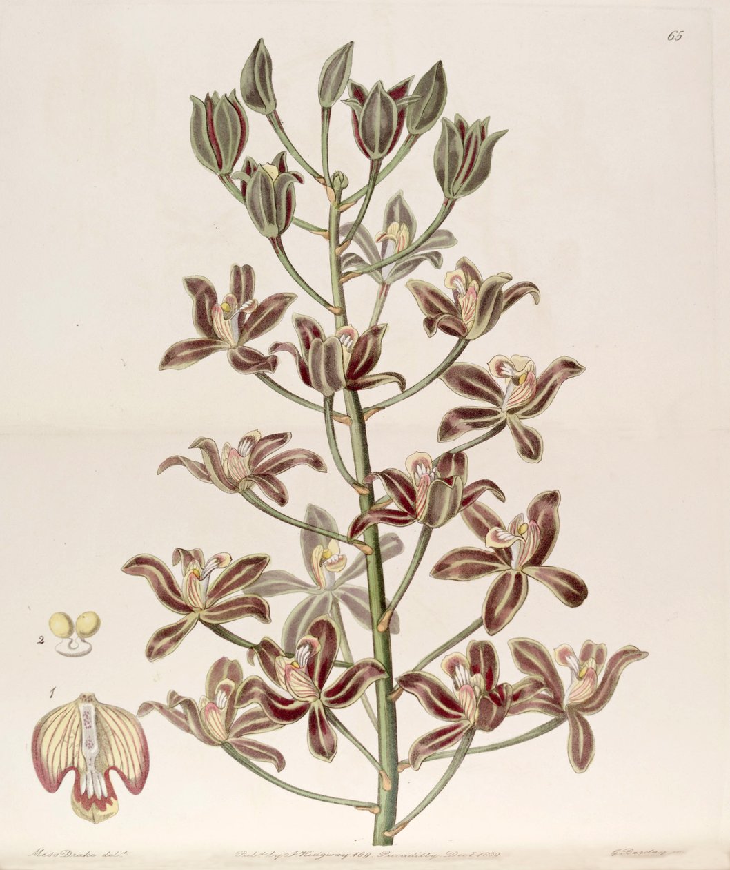 Grammatophyllum multiflorum od Miss Drake