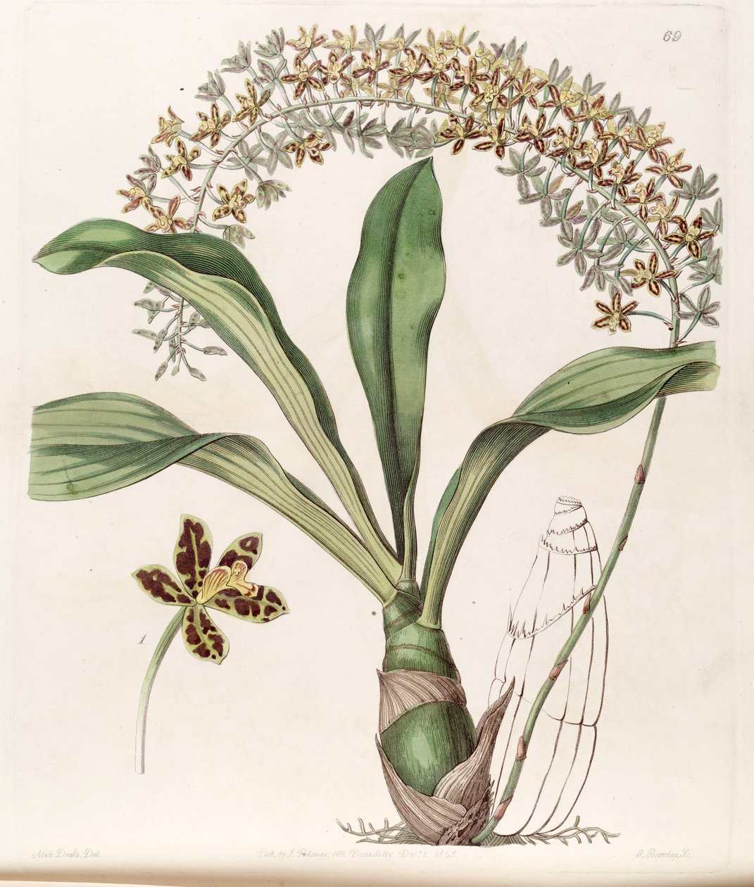 Grammatophyllum písemné var. psaný (jako syn. Grammatophyllum multiflorum var. tigrinum) od Miss Drake