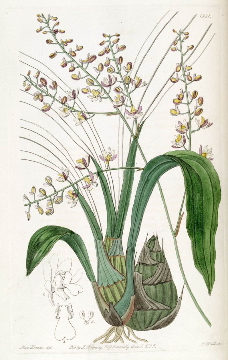 Graphorkis lurida nebo Graphorchis lurida (jako syn. Eulophia lurida) od Miss Drake