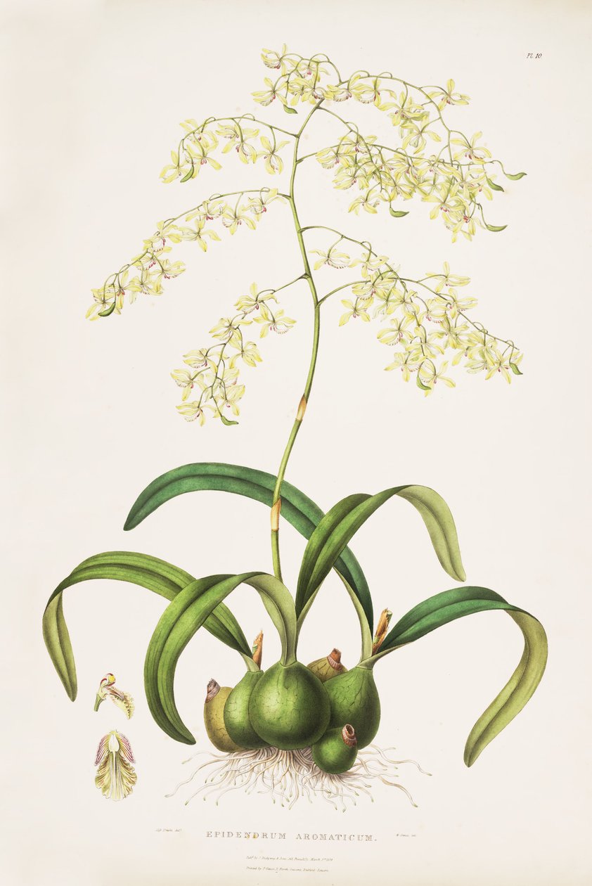 Ilustrace Encyclia (jako syn. Epidendrum aromaticum) od Miss Drake