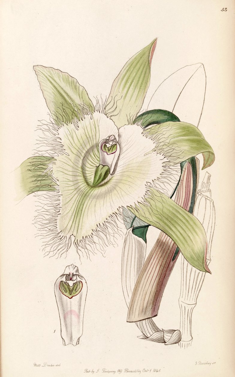 Ilustrace Rhyncholaelia digbyana nebo Brassavola digbyana od Miss Drake