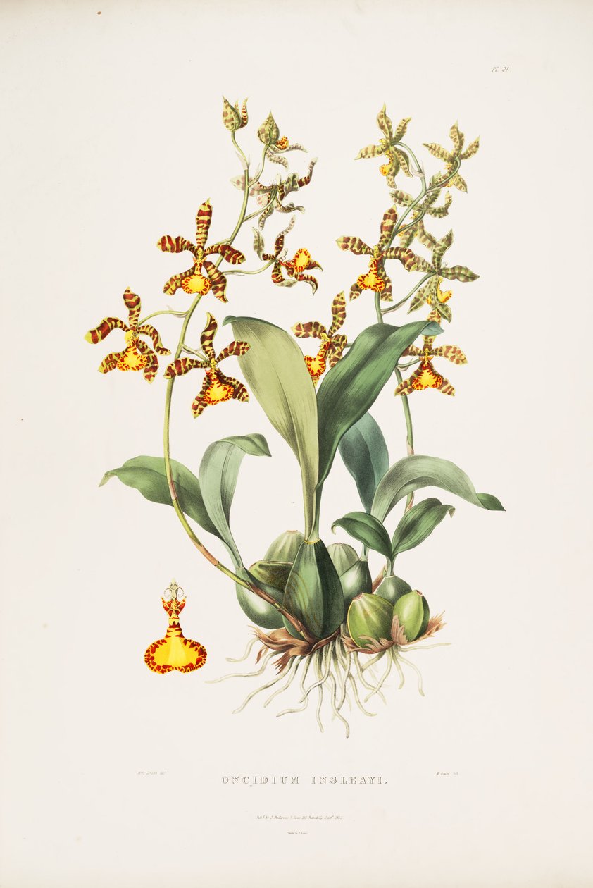 Ilustrace Rossioglossum insleayi (jako syn. Oncidium insleayi) od Miss Drake