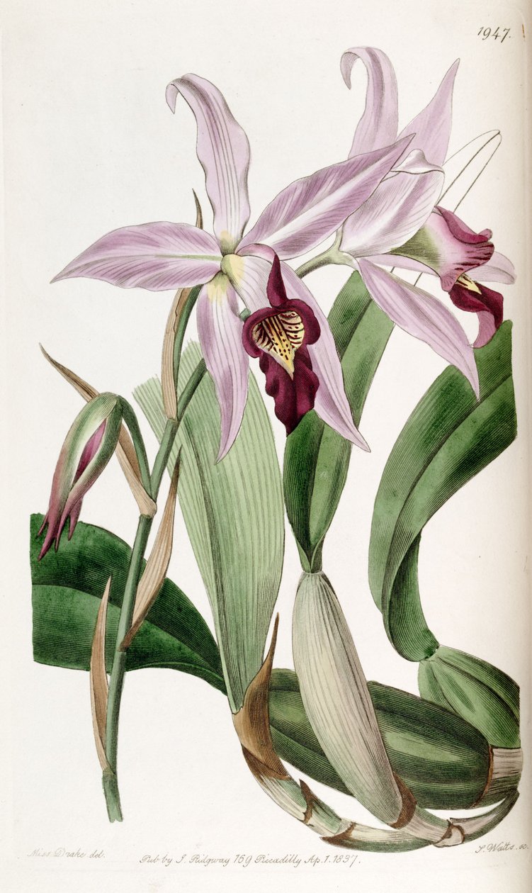 Laelia anceps (jako syn. Laelia anceps var. Barkeriana) od Miss Drake