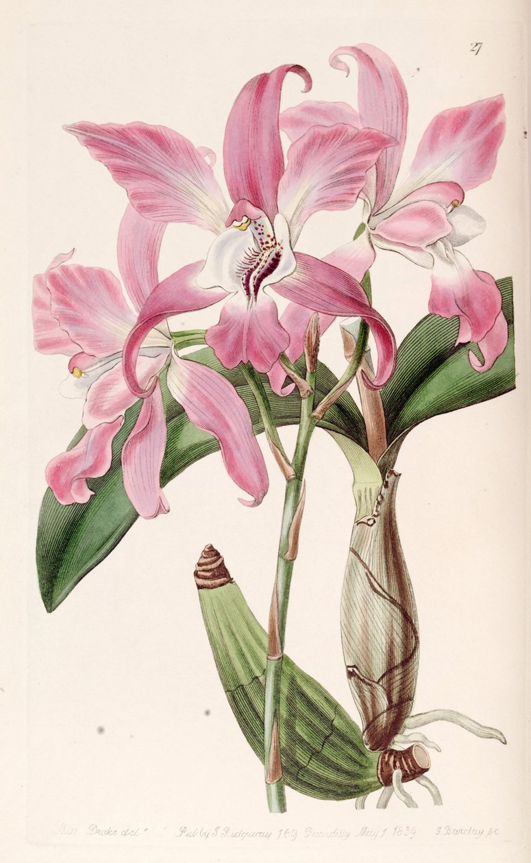 Laelia autumnalis od Miss Drake