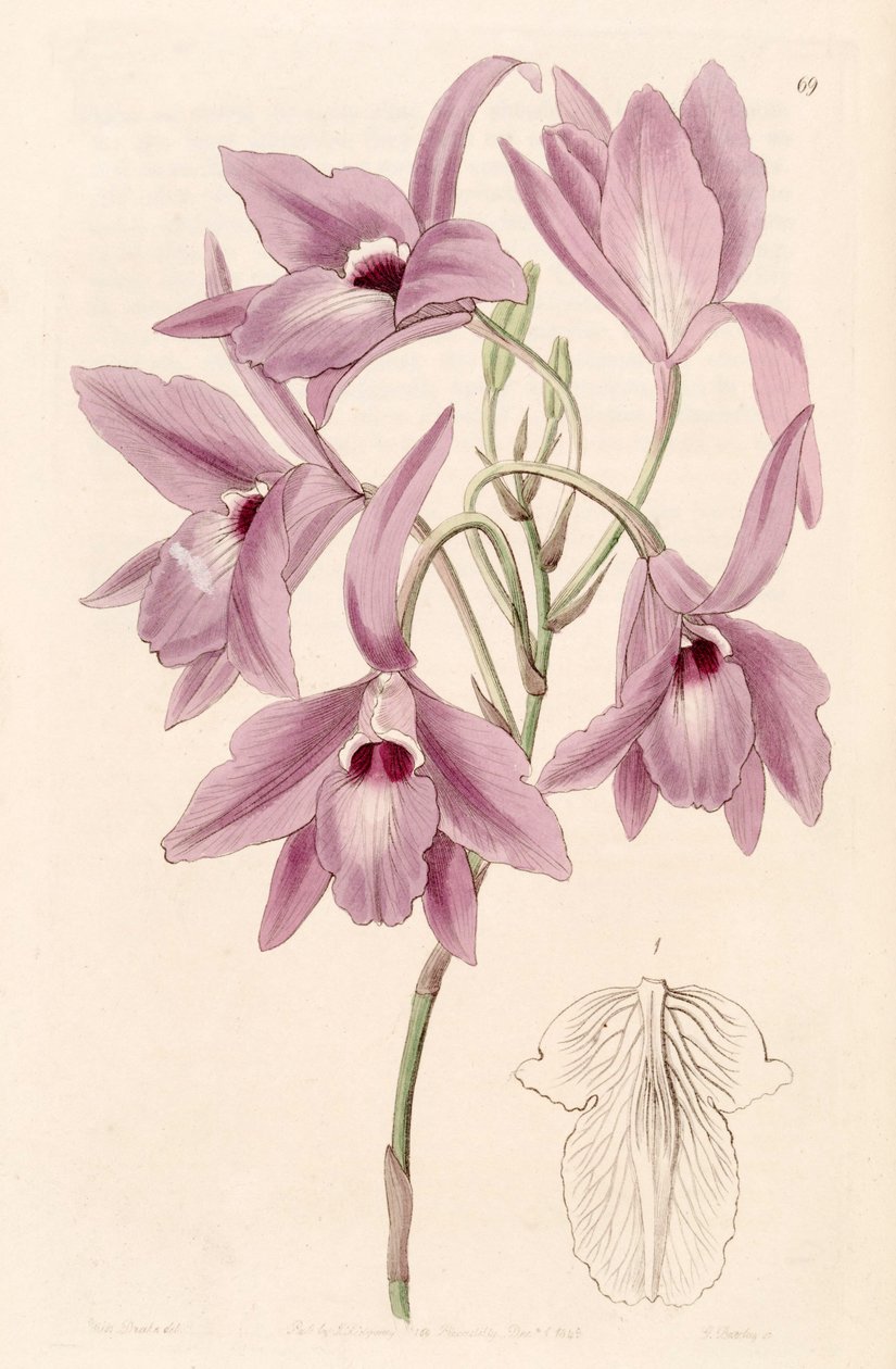 Laelia rubescens (jako syn. Laelia peduncularis) od Miss Drake