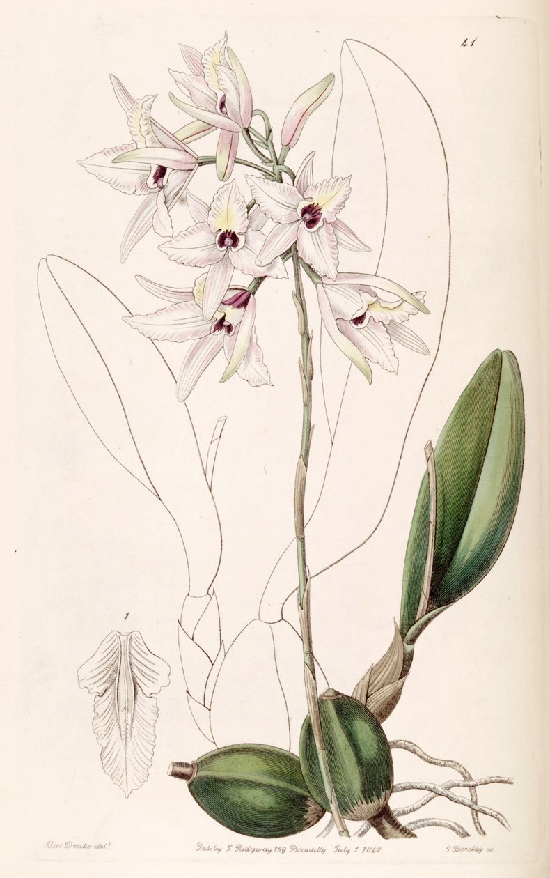 Laelia rubescens od Miss Drake
