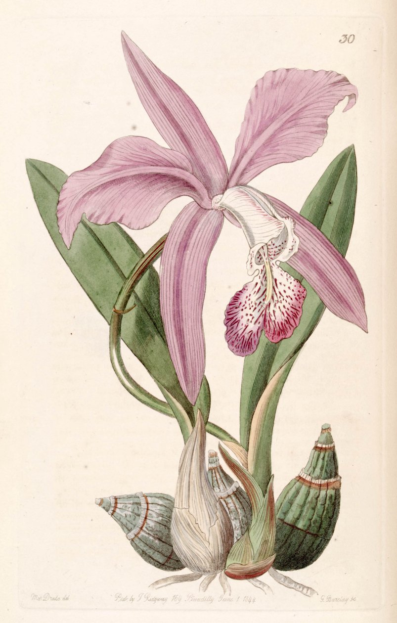 Laelia speciosa (jako syn. Laelia majalis) od Miss Drake