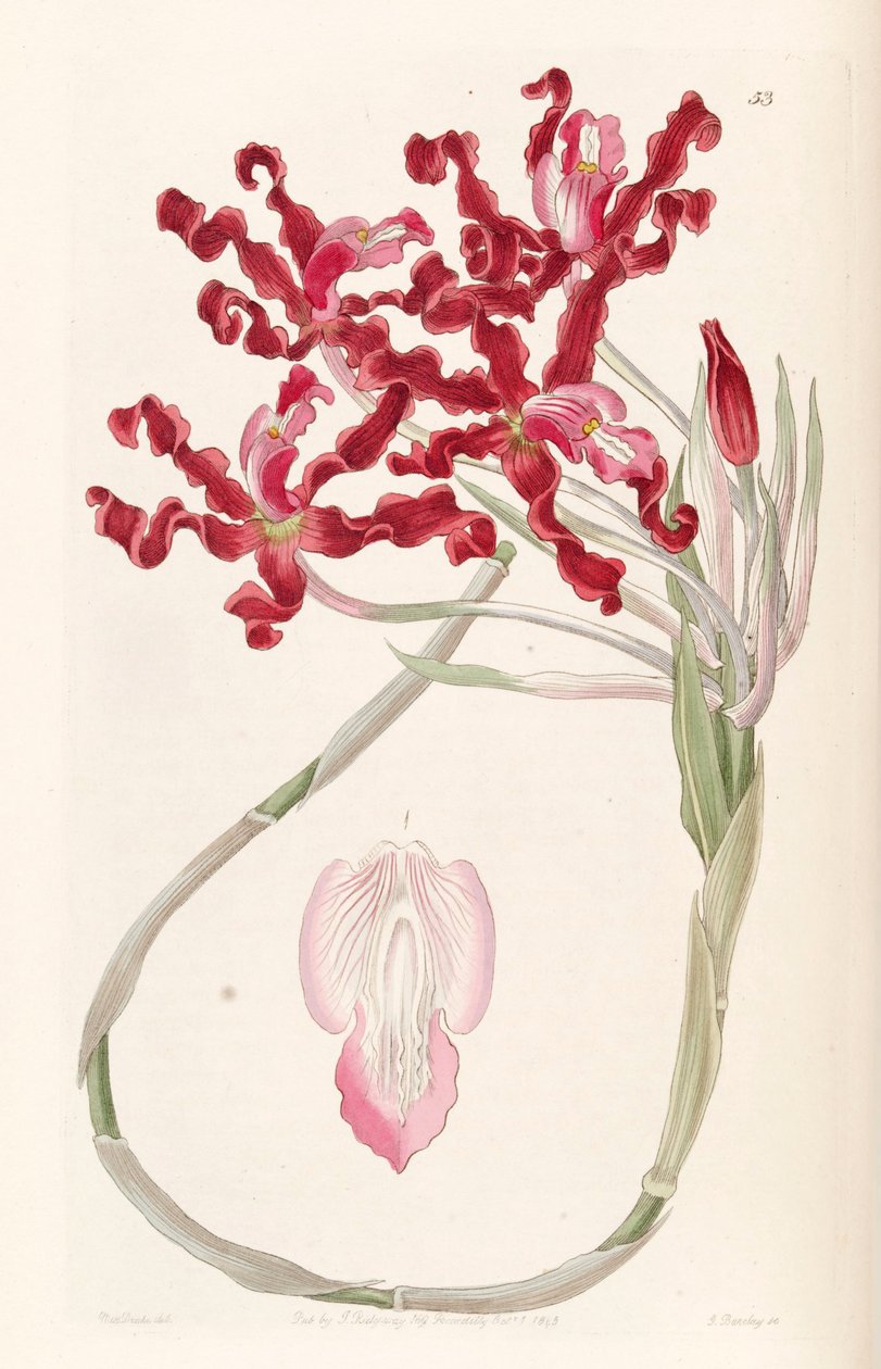 Laelia undulata (jako syn. Schomburgkia undulata) od Miss Drake