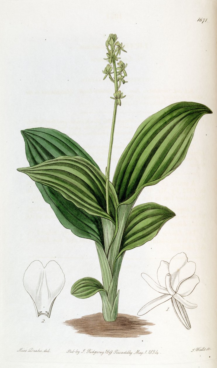 Liparis nervosa ssp. nervosa (jako syn. Liparis guineensis) od Miss Drake