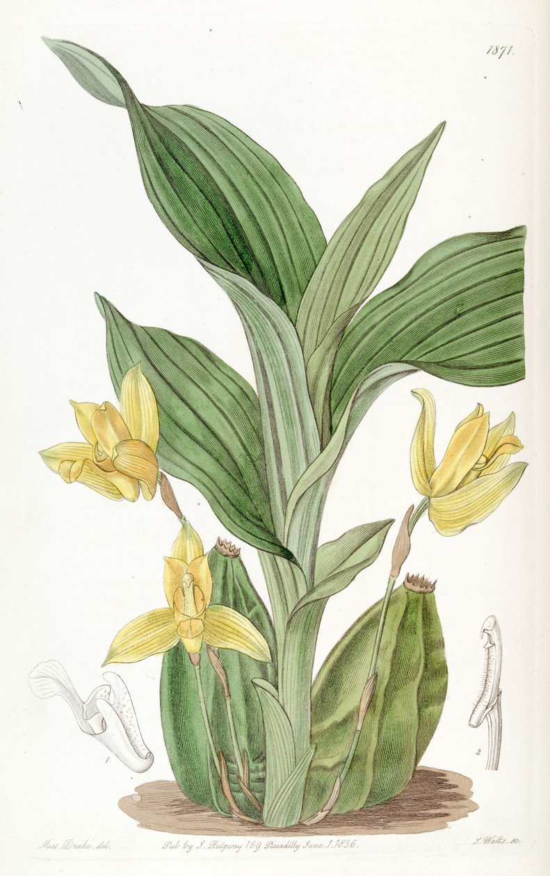 Aromatická lycaste (jako syn. Maxillaria aromatica) od Miss Drake