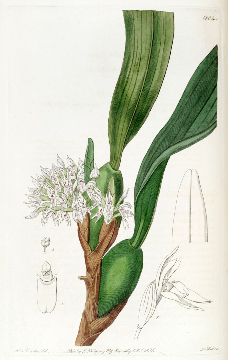 Maxillaria densa od Miss Drake