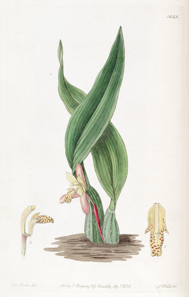 Maxillaria rufescens od Miss Drake