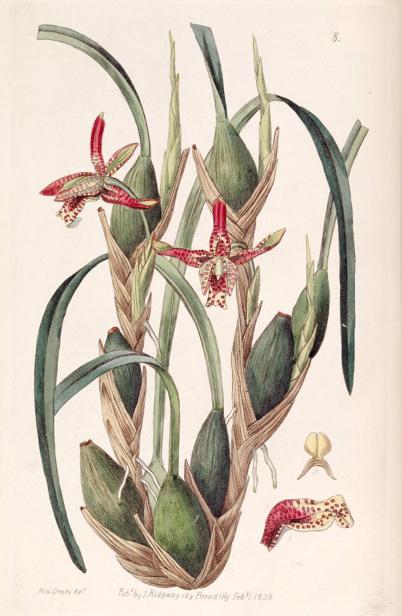 Maxillaria tenuifolia nebo Maxillariella tenuifolia od Miss Drake