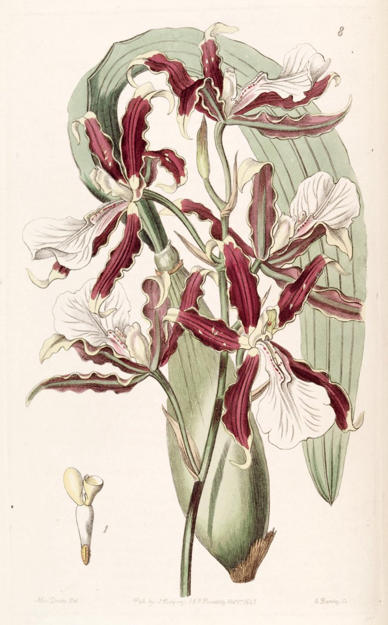 Miltonia cuneata od Miss Drake
