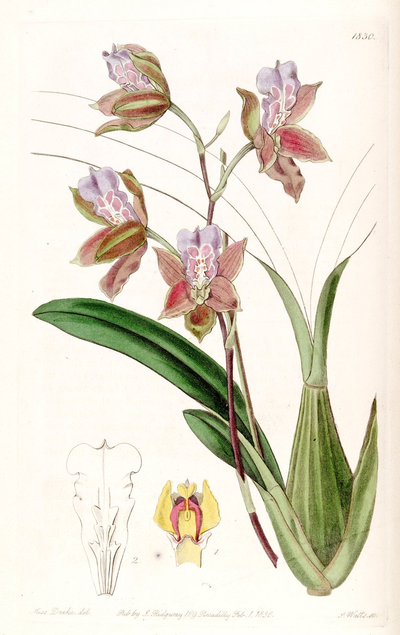 Miltonia russelliana (jako syn. Oncidium russellianum 