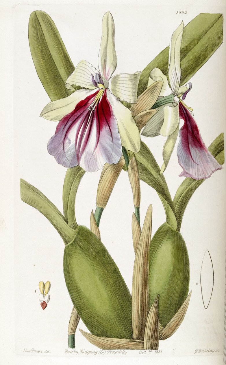 Miltonia spectabilis od Miss Drake