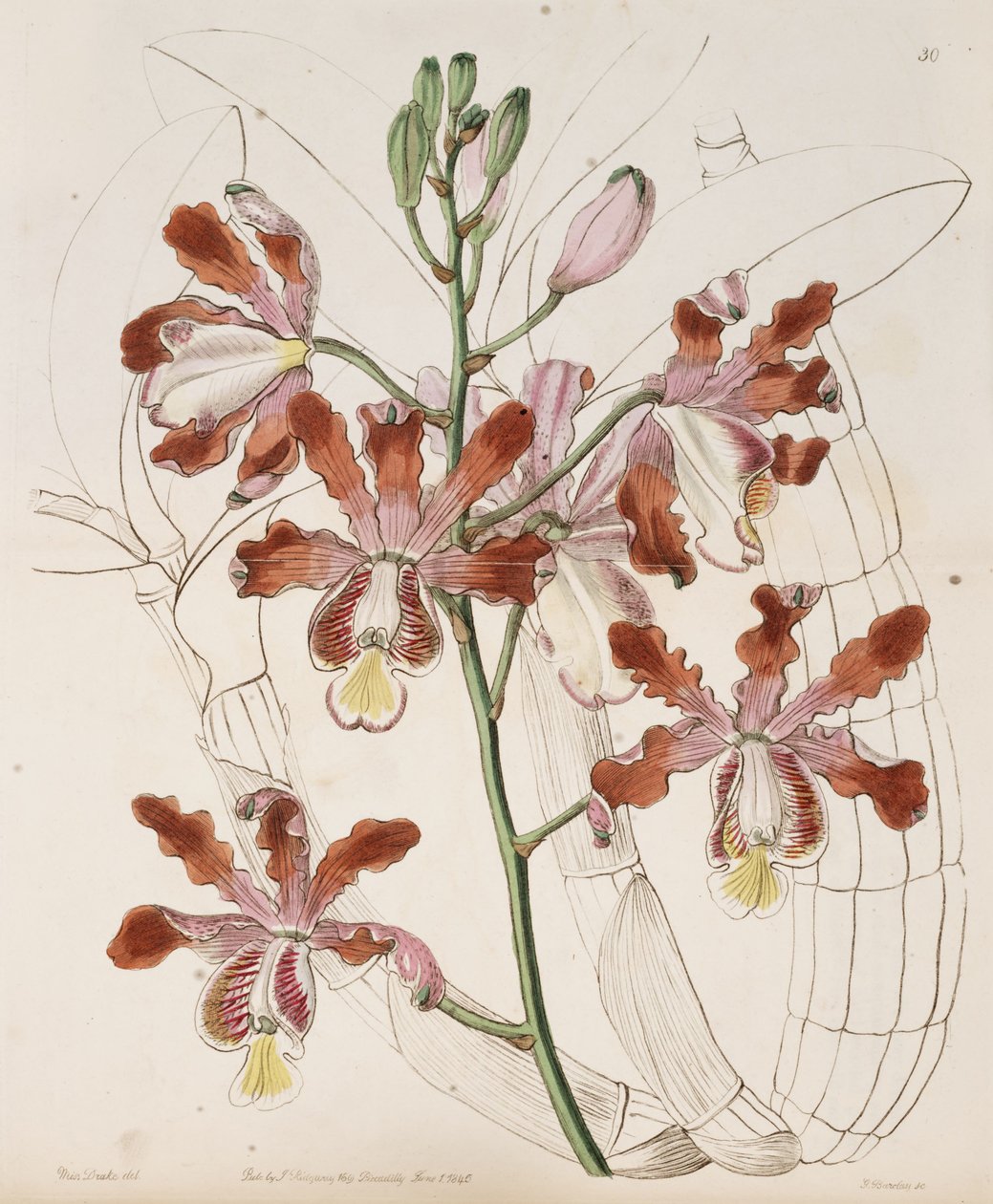 Myrmecophila grandiflora (jako syn. Schomburgkia flutis var. Grandiflora) od Miss Drake